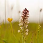 Brand-Knabenkraut (Orchis ustulata)