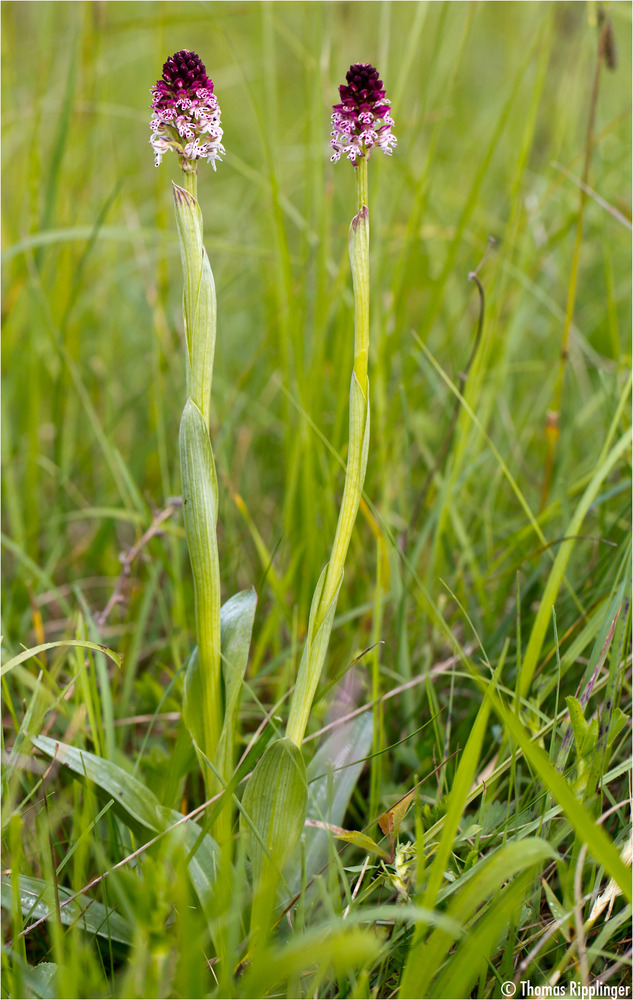 Brand-Knabenkraut (Orchis ustulata).