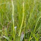 Brand-Knabenkraut (Orchis ustulata).