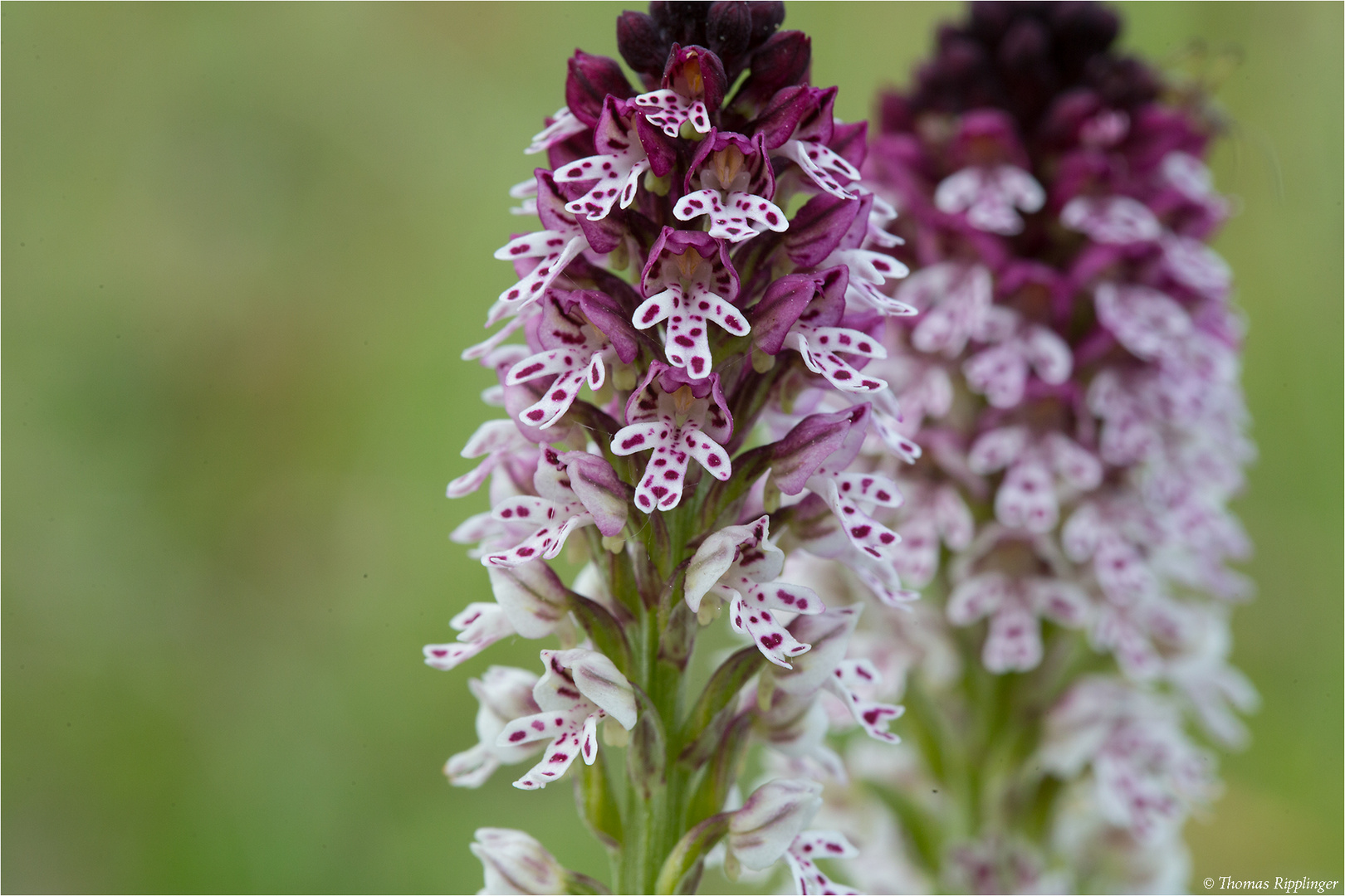 Brand-Knabenkraut (Orchis ustulata) 44.1