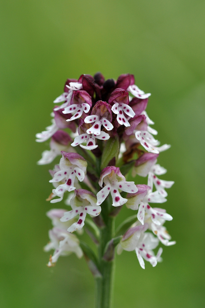 Brand-Knabenkraut (Orchis ustulata)