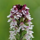 Brand-Knabenkraut (Orchis ustulata)