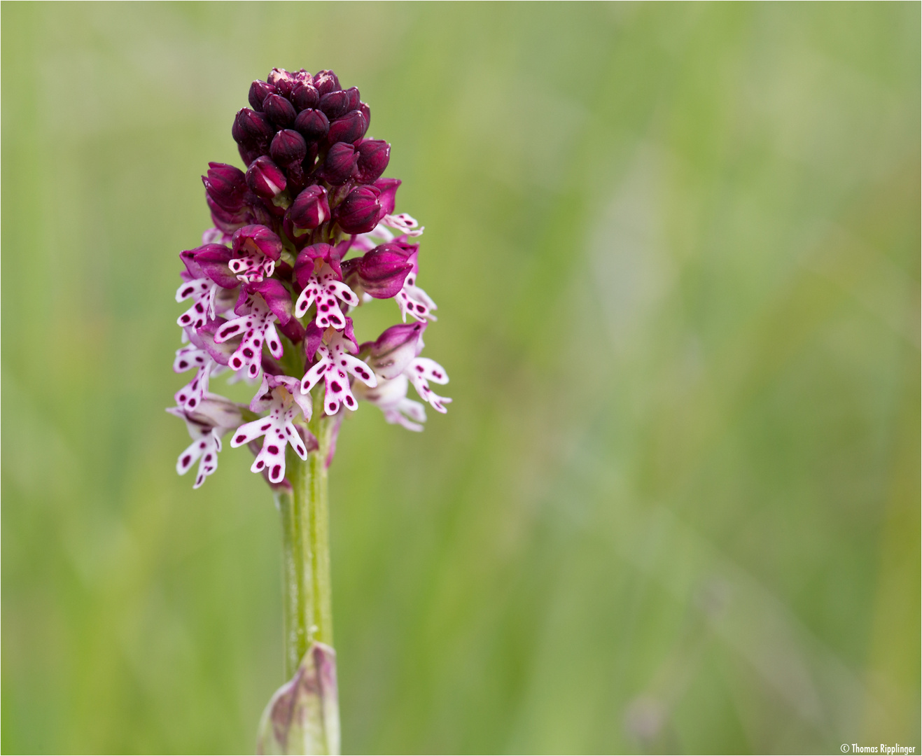 Brand-Knabenkraut (Orchis ustulata)