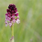 Brand-Knabenkraut (Orchis ustulata)