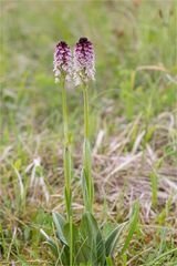 Brand-Knabenkraut (Orchis ustulata)