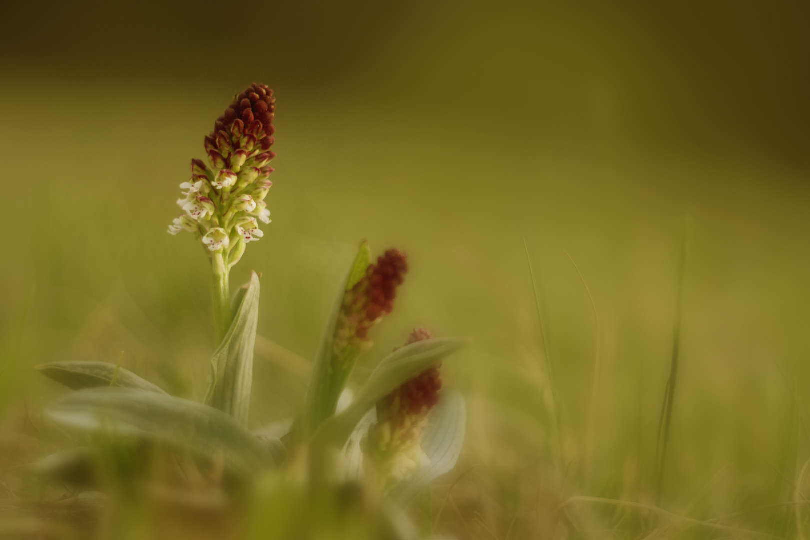 Brand- Knabenkraut - Orchis ustulata