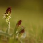 Brand- Knabenkraut - Orchis ustulata