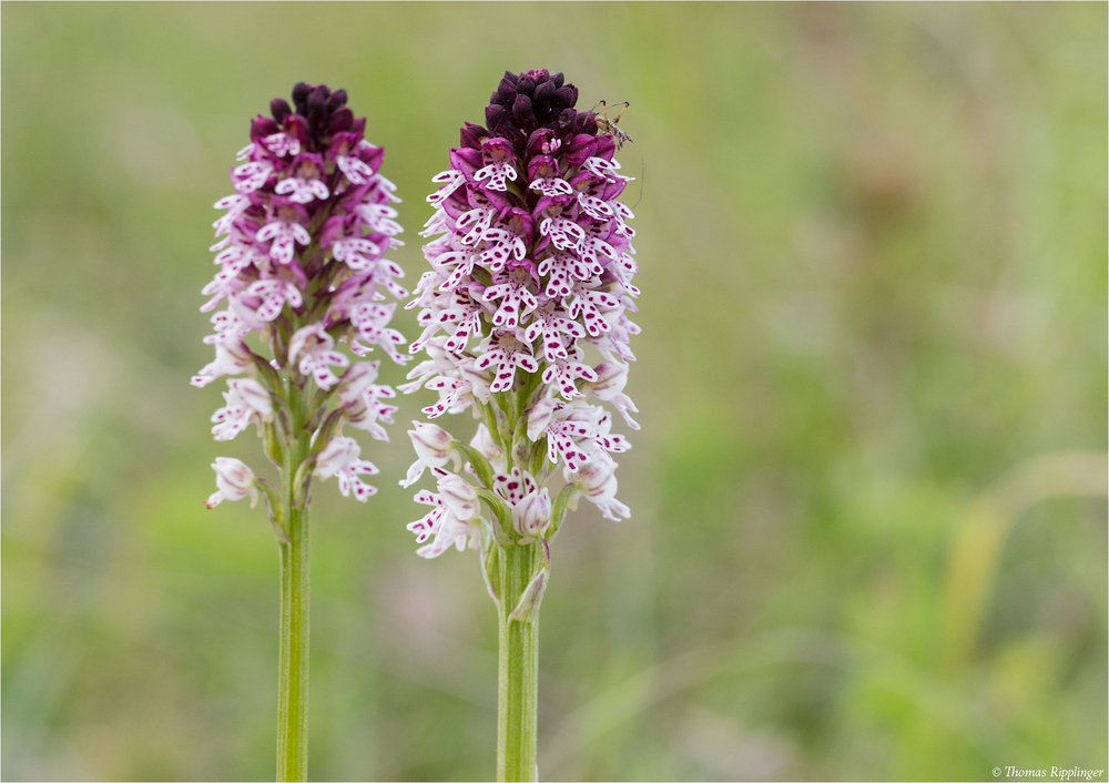 Brand-Knabenkraut (Orchis ustulata)