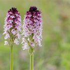 Brand-Knabenkraut (Orchis ustulata)