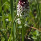  Brand-Knabenkraut (Orchis ustulata)