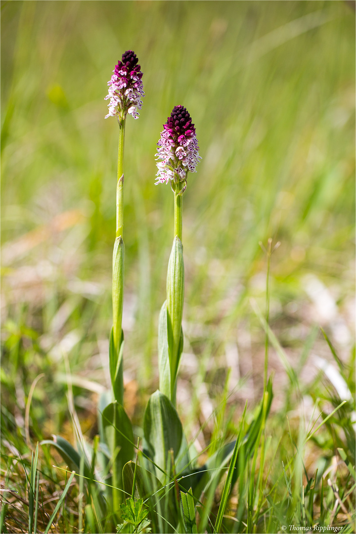 Brand-Knabenkraut (Orchis ustulata) . -