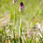 Brand-Knabenkraut (Orchis ustulata) . -