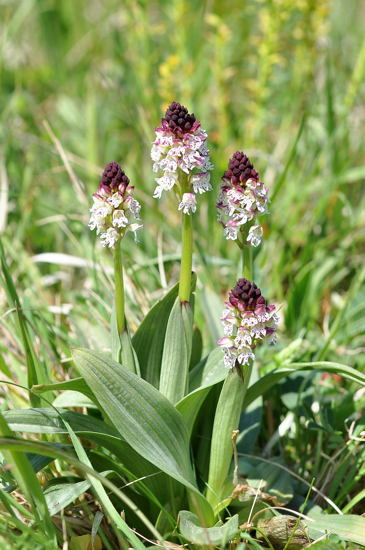 Brand-Knabenkraut (Orchis ustulata)