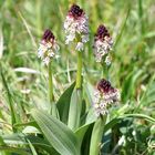 Brand-Knabenkraut (Orchis ustulata)