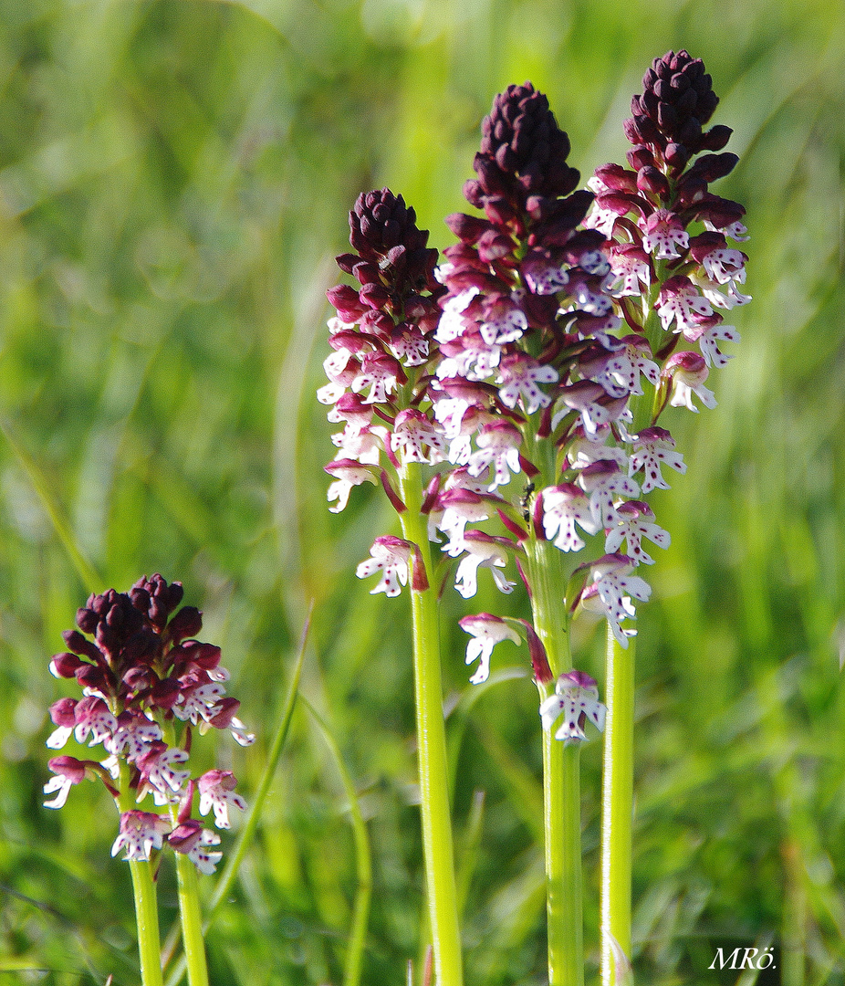 Brand-Knabenkraut ( Orchis ustulata )