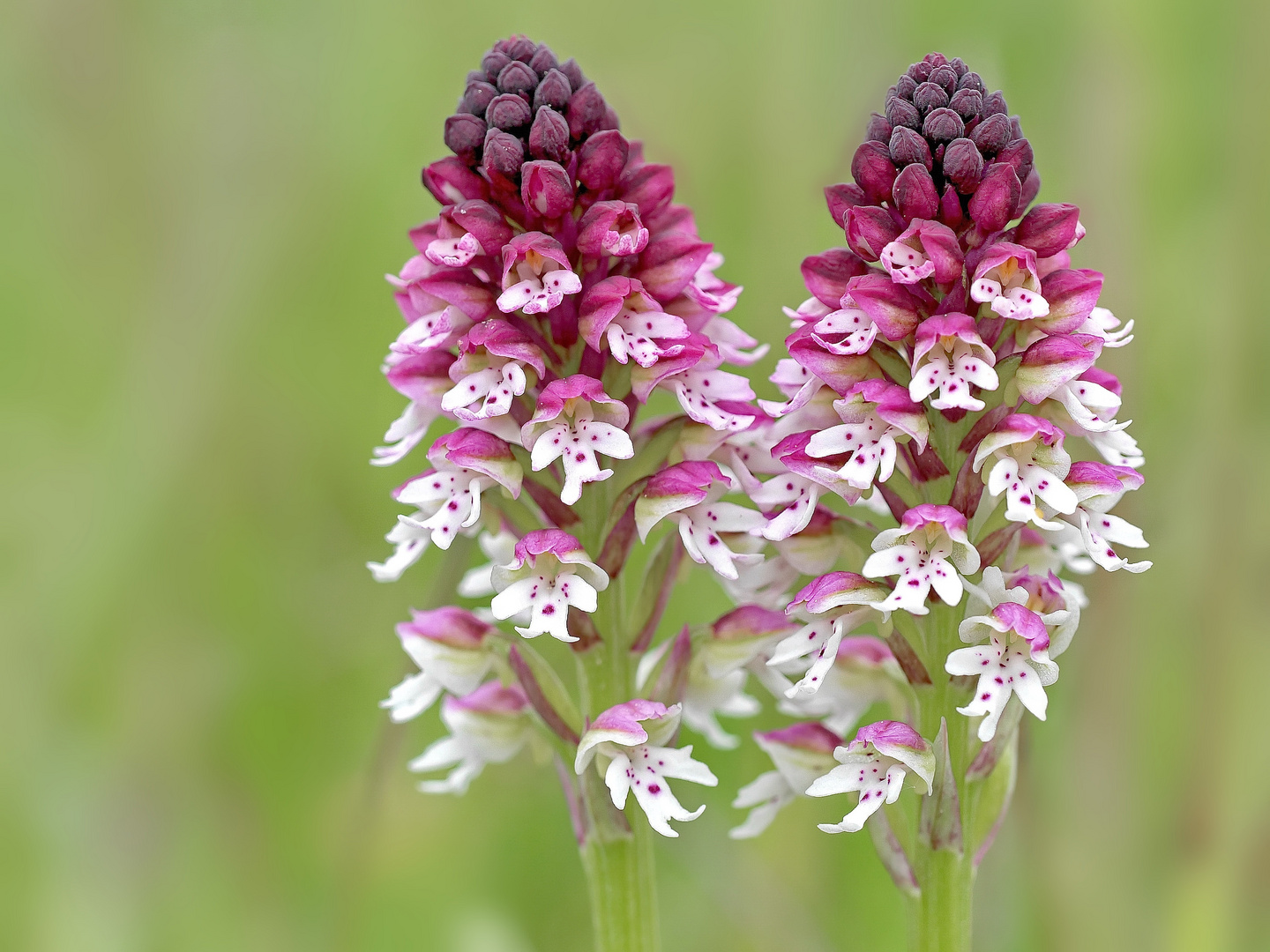 Brand-Knabenkraut (Orchis ustulata)