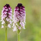 Brand-Knabenkraut (Orchis ustulata) .