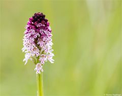 Brand-Knabenkraut (Orchis ustulata) 92 neu