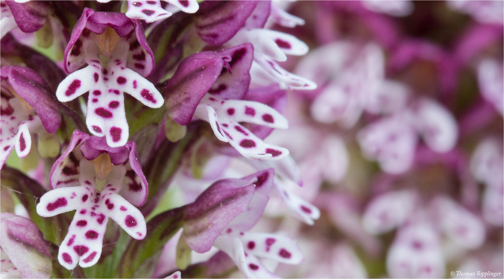 Brand-Knabenkraut (Orchis ustulata)