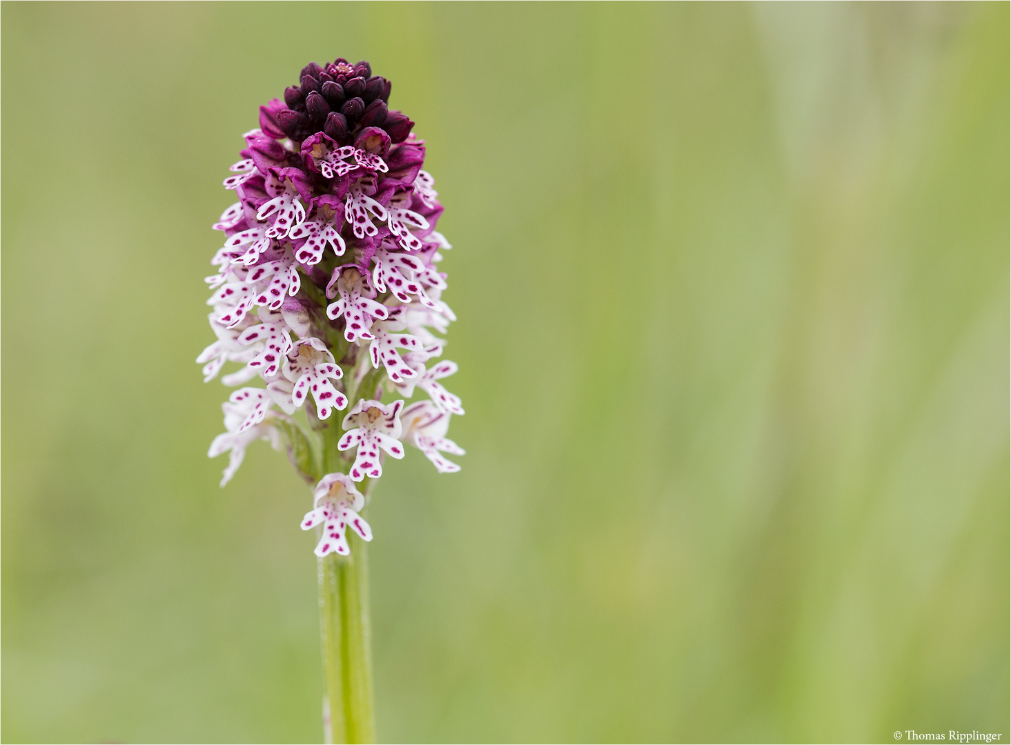 Brand-Knabenkraut (Orchis ustulata) 95