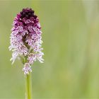 Brand-Knabenkraut (Orchis ustulata) 95