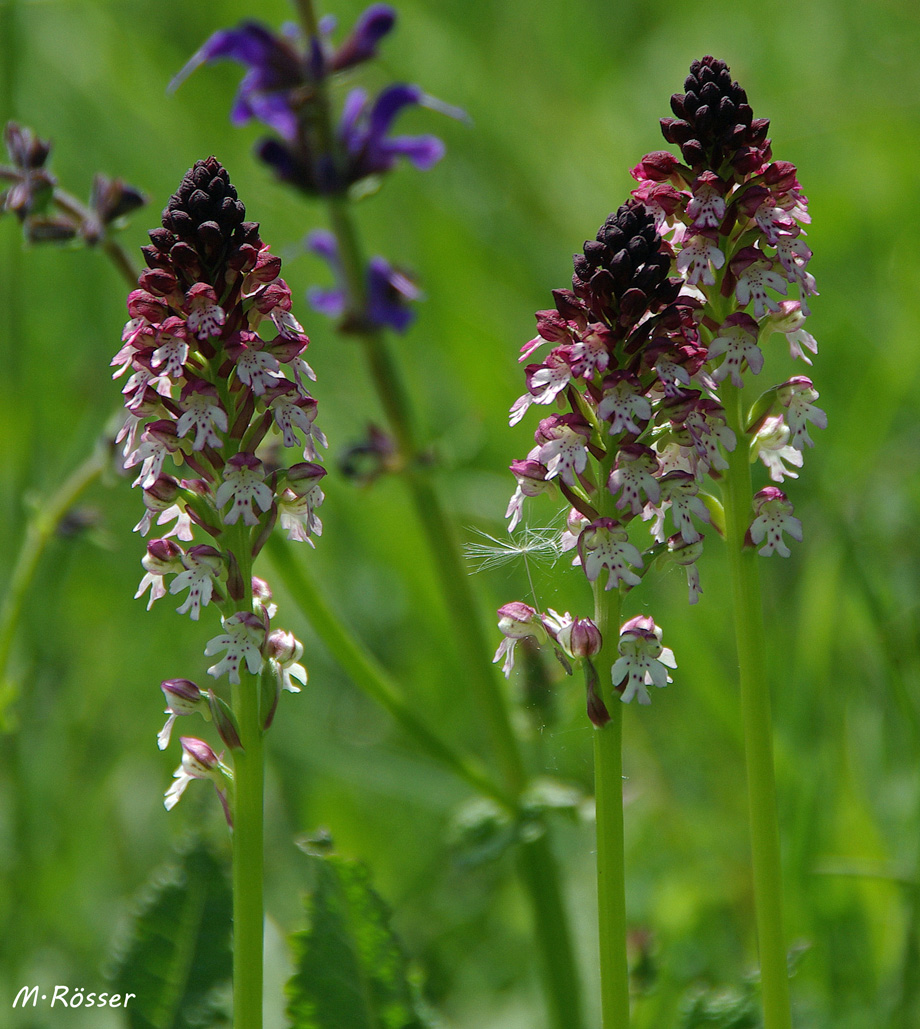 Brand-Knabenkraut (Orchis ustulata)