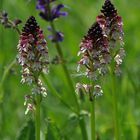 Brand-Knabenkraut (Orchis ustulata)