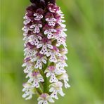 Brand-Knabenkraut (Orchis ustulata)