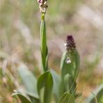 Brand-Knabenkraut (Orchis ustulata) .