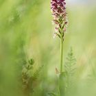 Brand-Knabenkraut (Orchis ustulata)