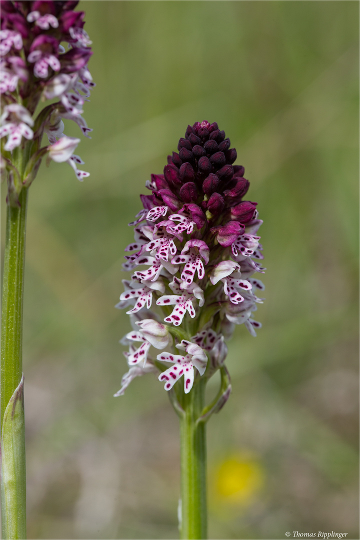 Brand-Knabenkraut (Orchis ustulata) . .......