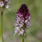 Brand-Knabenkraut (Orchis ustulata) . .......