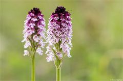 Brand-Knabenkraut (Orchis ustulata)