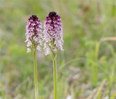 Brand-Knabenkraut (Orchis ustulata)