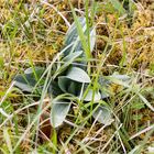 Brand-Knabenkraut (Orchis ustulata)