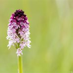 Brand-Knabenkraut (Orchis ustulata)