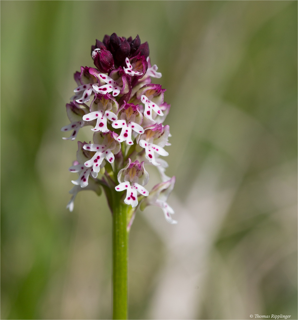 Brand-Knabenkraut (Orchis ustulata) . ..