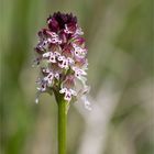 Brand-Knabenkraut (Orchis ustulata) . ..