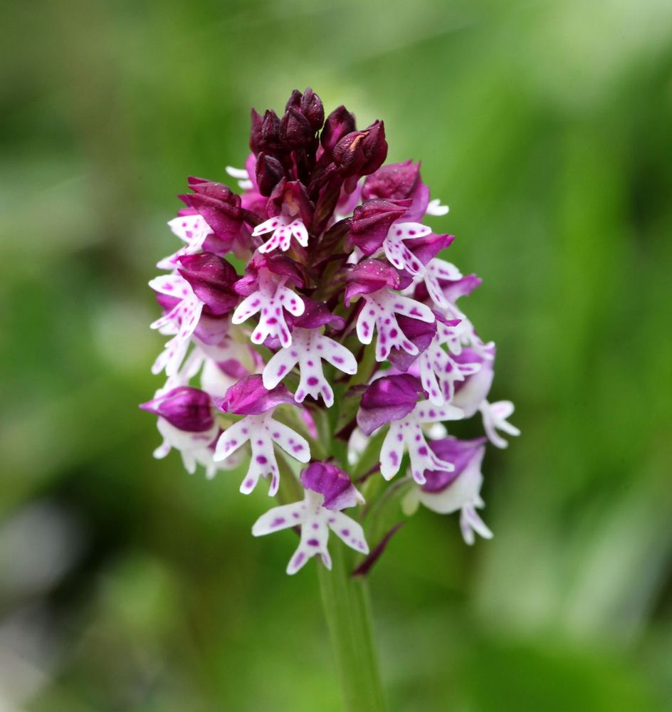 Brand-Knabenkraut (Orchis ustulata)