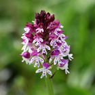 Brand-Knabenkraut (Orchis ustulata)