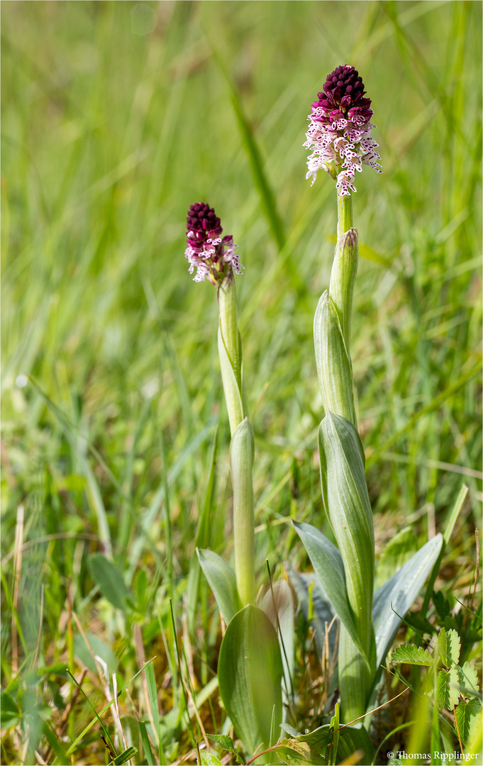 Brand-Knabenkraut (Orchis ustulata).