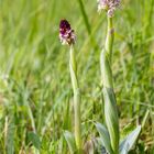 Brand-Knabenkraut (Orchis ustulata).