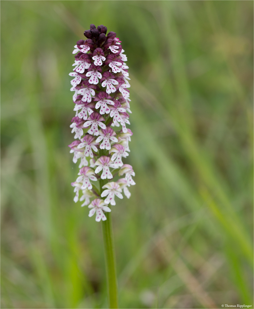 Brand-Knabenkraut (Orchis ustulata var. ustulata) 9801