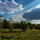 Brandberge Buschlandschaft