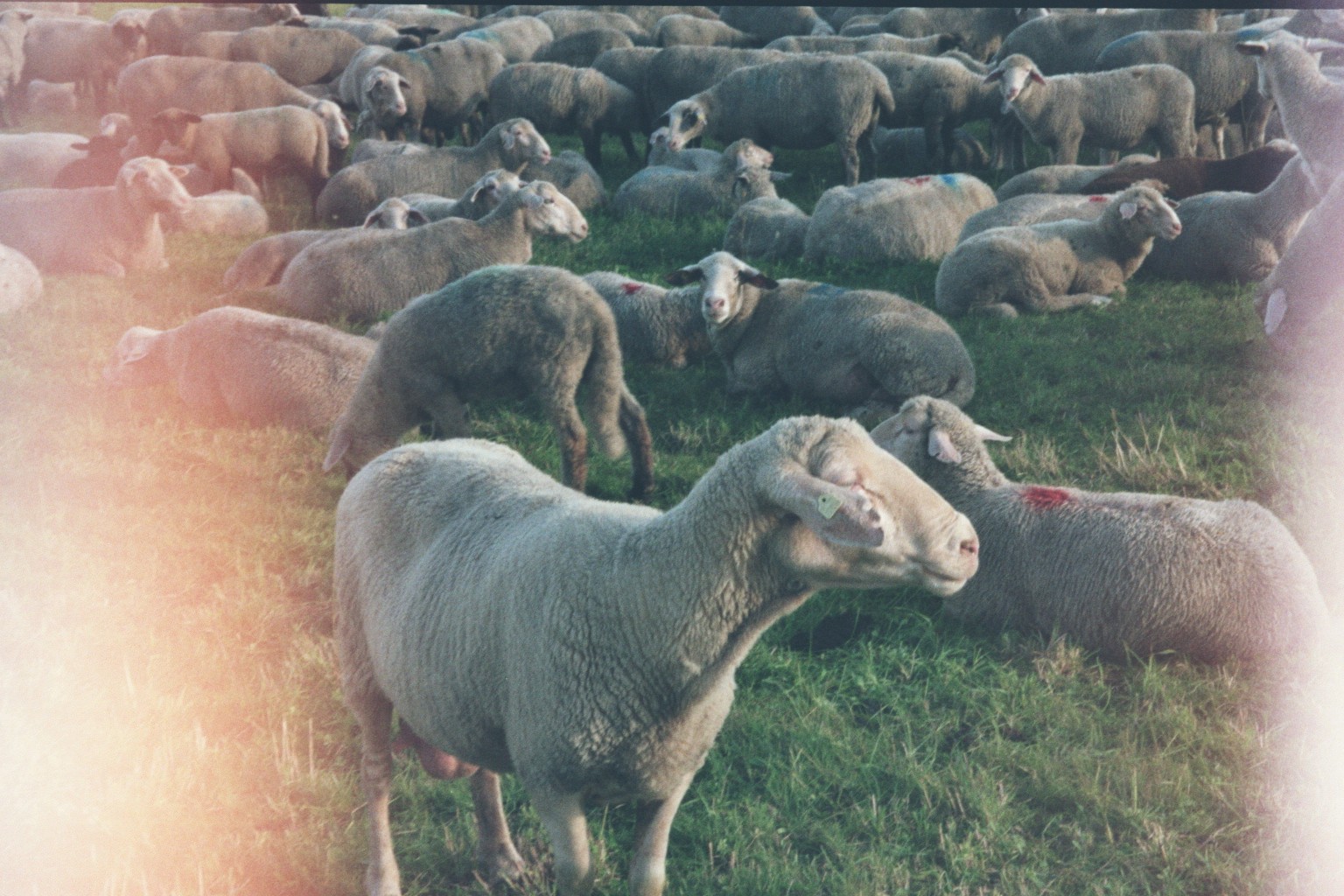 Branded Sheep