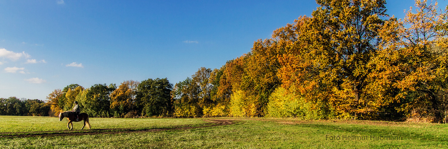 BRANDENBURG. GOLDENER HERBST