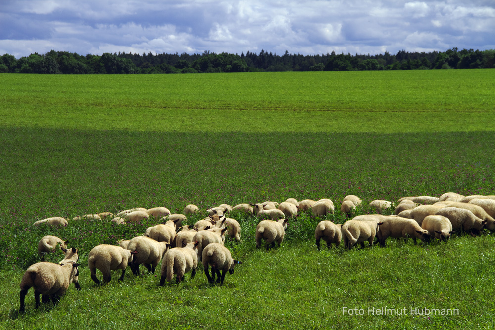 BRANDENBURG - GREEN GRAS OF HOME