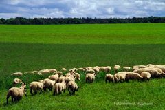 BRANDENBURG - GREEN GRAS OF HOME