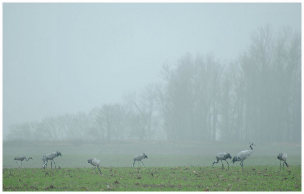 Brandenburg im November