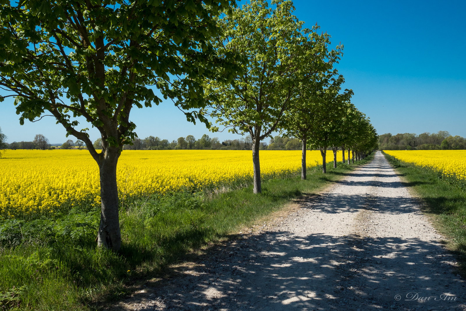 Brandenburg in grün-gelb-blau